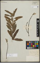 Foto von Salix purpurea L.